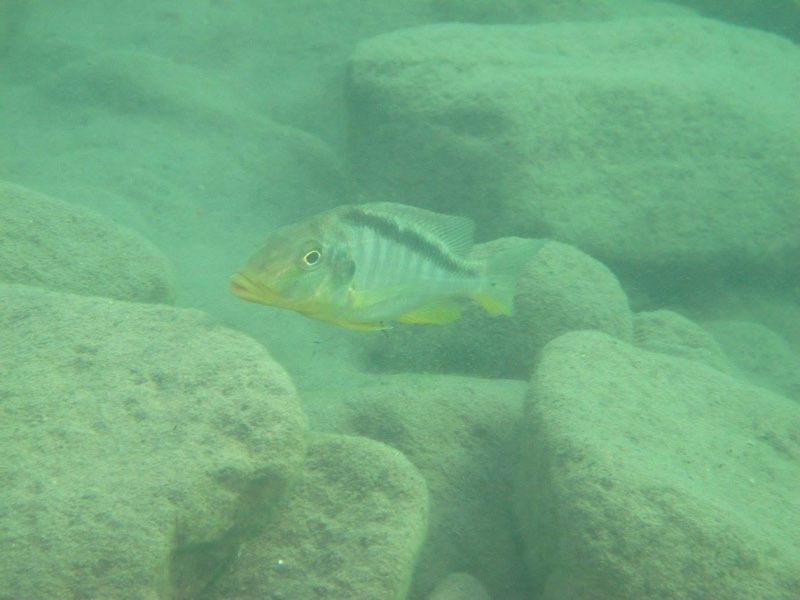Taeniolethrinops furcicauda 'Chiofu'